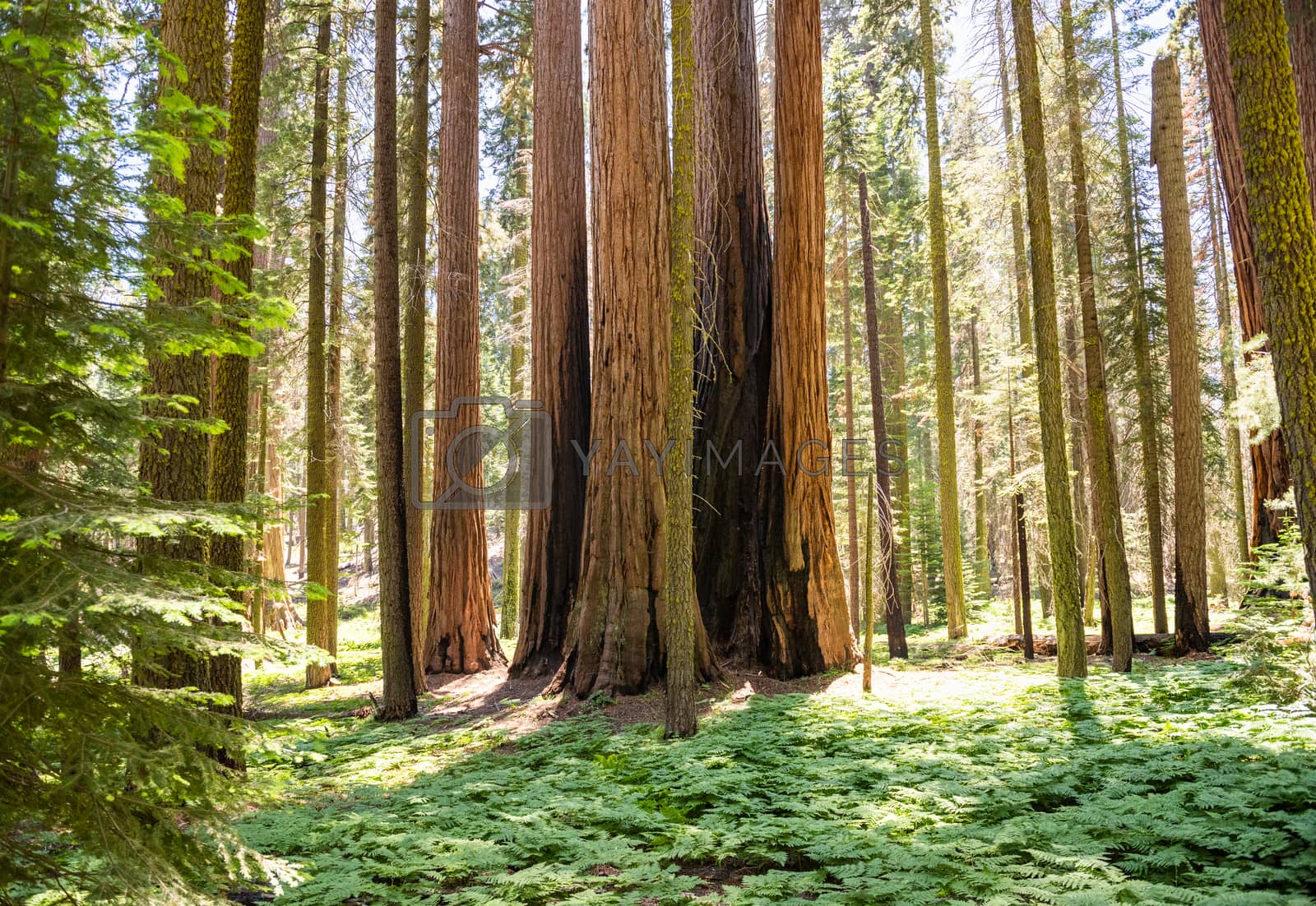 Royalty free image of Trunks of giant sequoias in Sequoia National Park, California by Njean