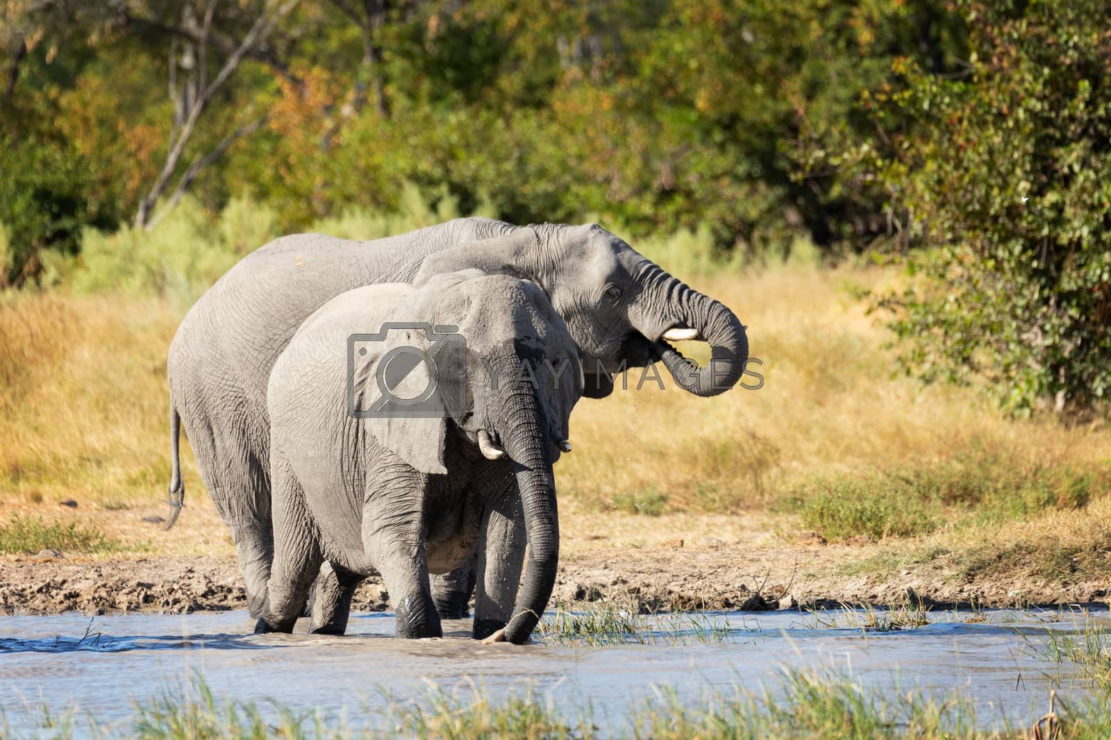 Royalty free image of African Elephant on waterhole, Africa safari wildlife by artush