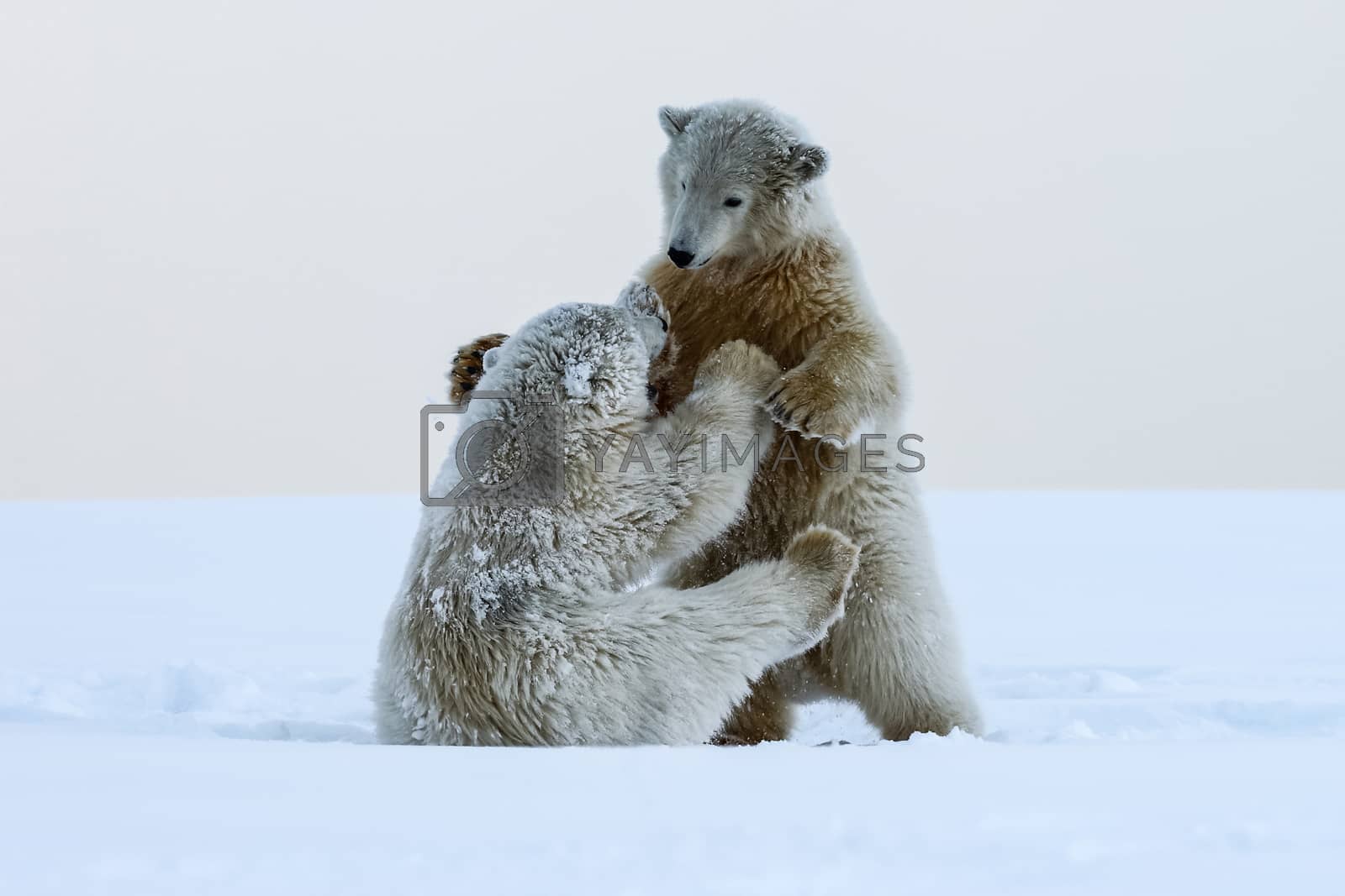 Royalty free image of Polar bear, northern arctic predator by nyrok