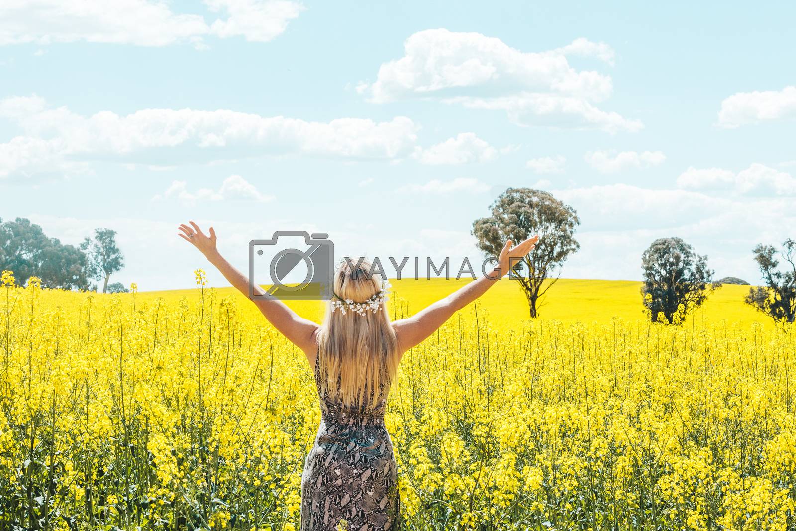Royalty free image of Woman in dress arms in the air standing in front of olden canola fields by lovleah