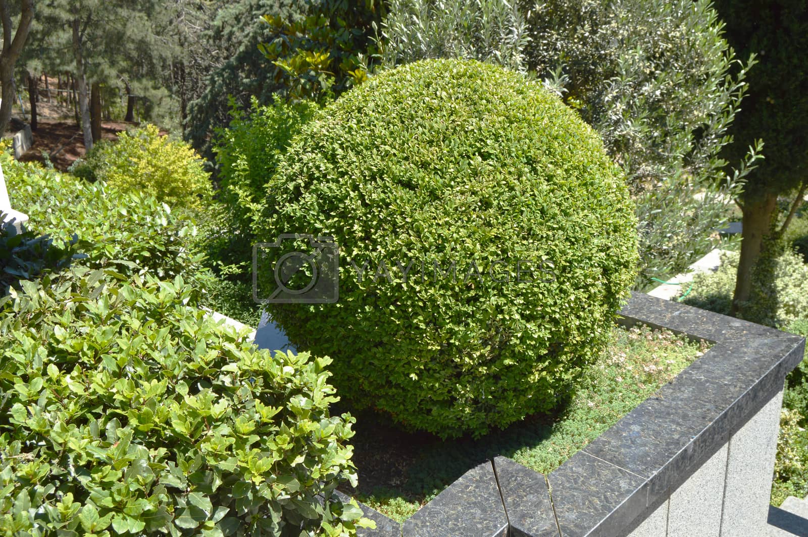 Royalty free image of Trimmed Bush in the shape of a ball in the Park by claire_lucia