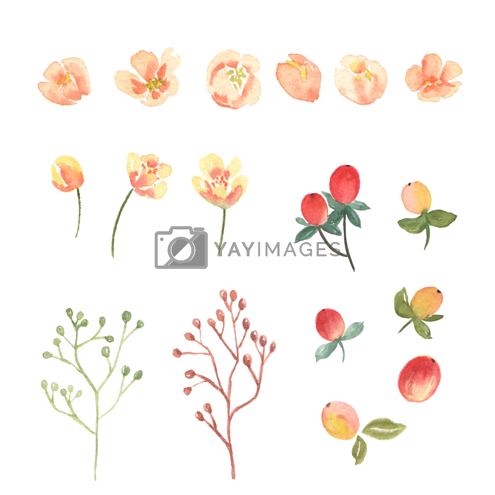 Royalty free image of Floral and leaves watercolor elements set hand painted lush flowers. Illustration of rose, peony, little flowers vintage style aquarelle isolated on white background. by 3dcr3at3