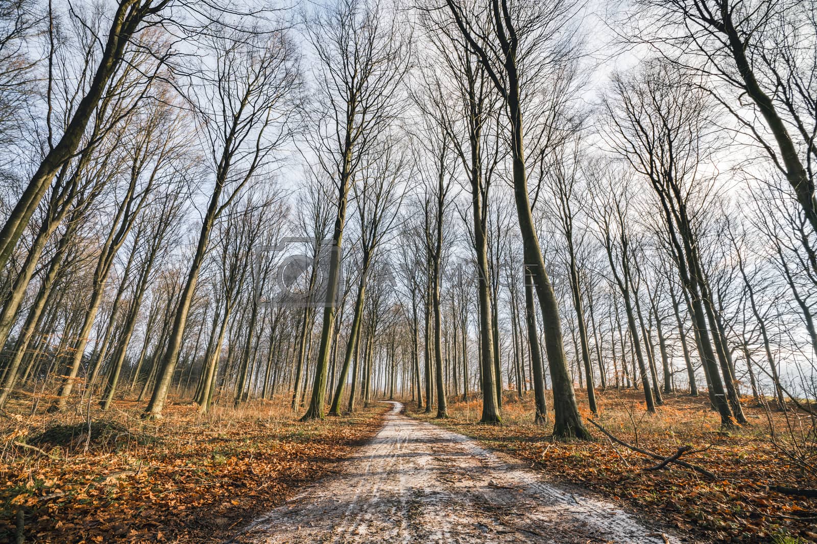 Royalty free image of Curvy road in a forest with tall trees by Sportactive