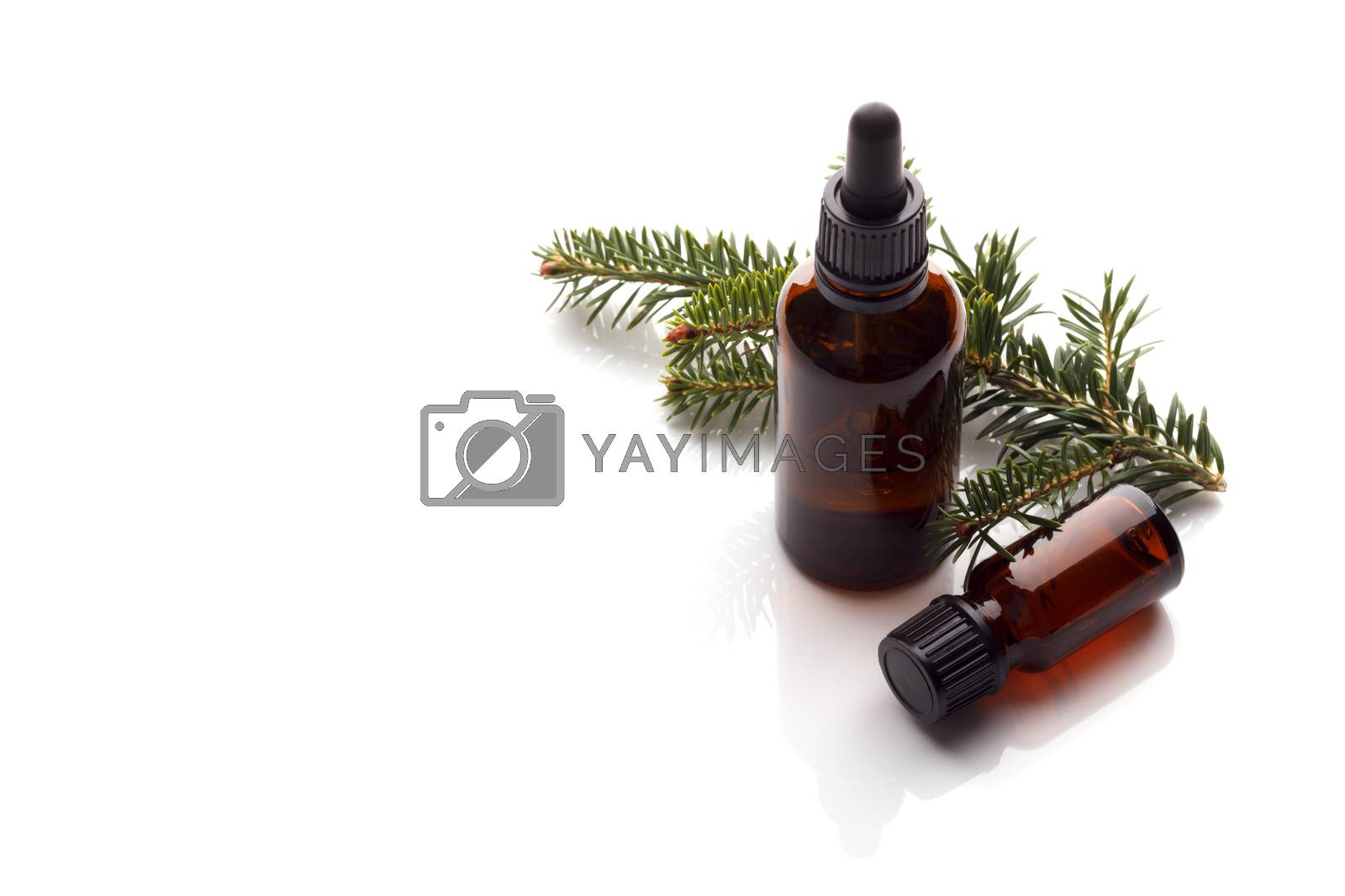 Royalty free image of Spruce essential oil by Lana_M