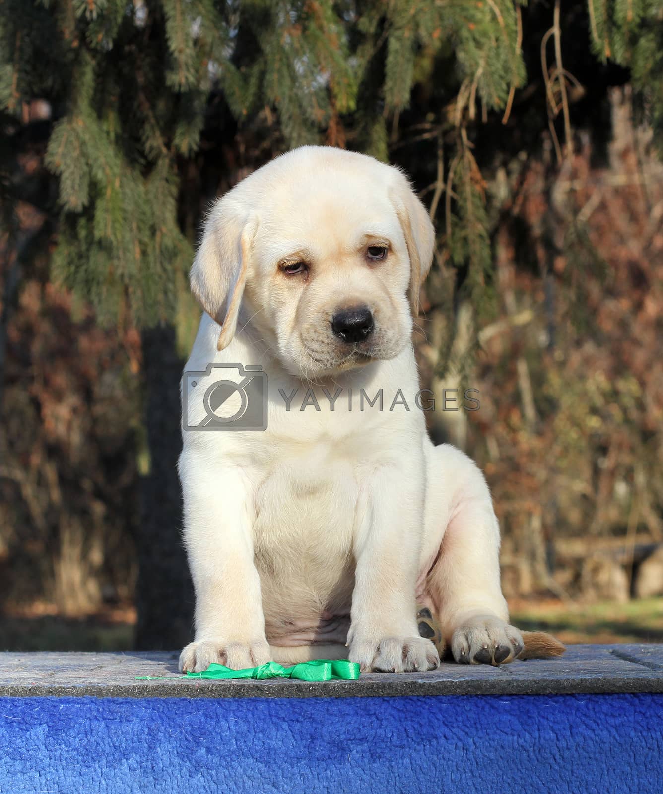 Royalty free image of a little labrador puppy on a blue background by Yarvet