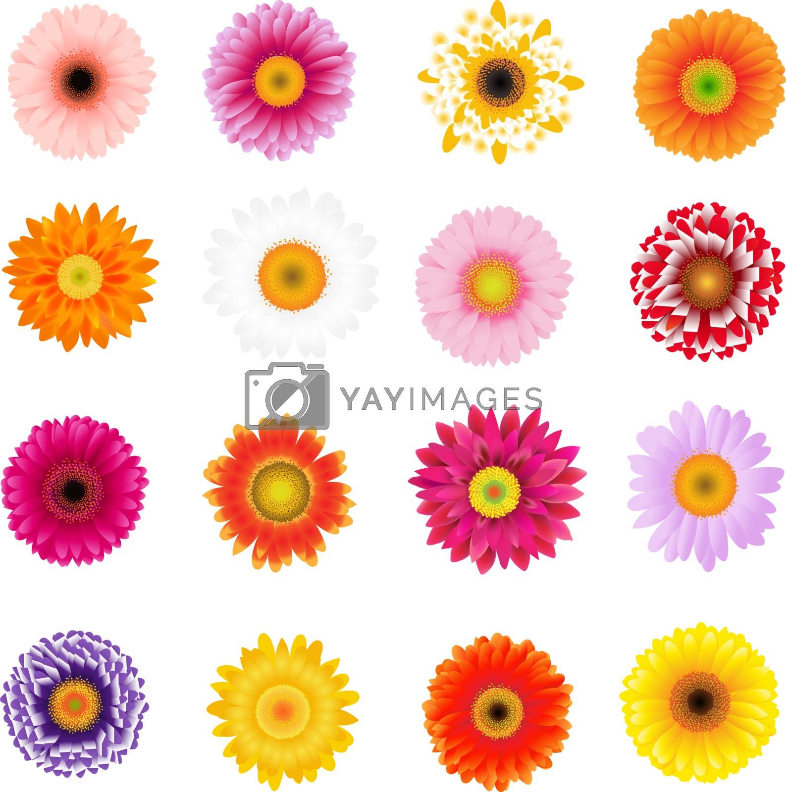 Royalty free image of Big Colorful Gerbers Set by adamson