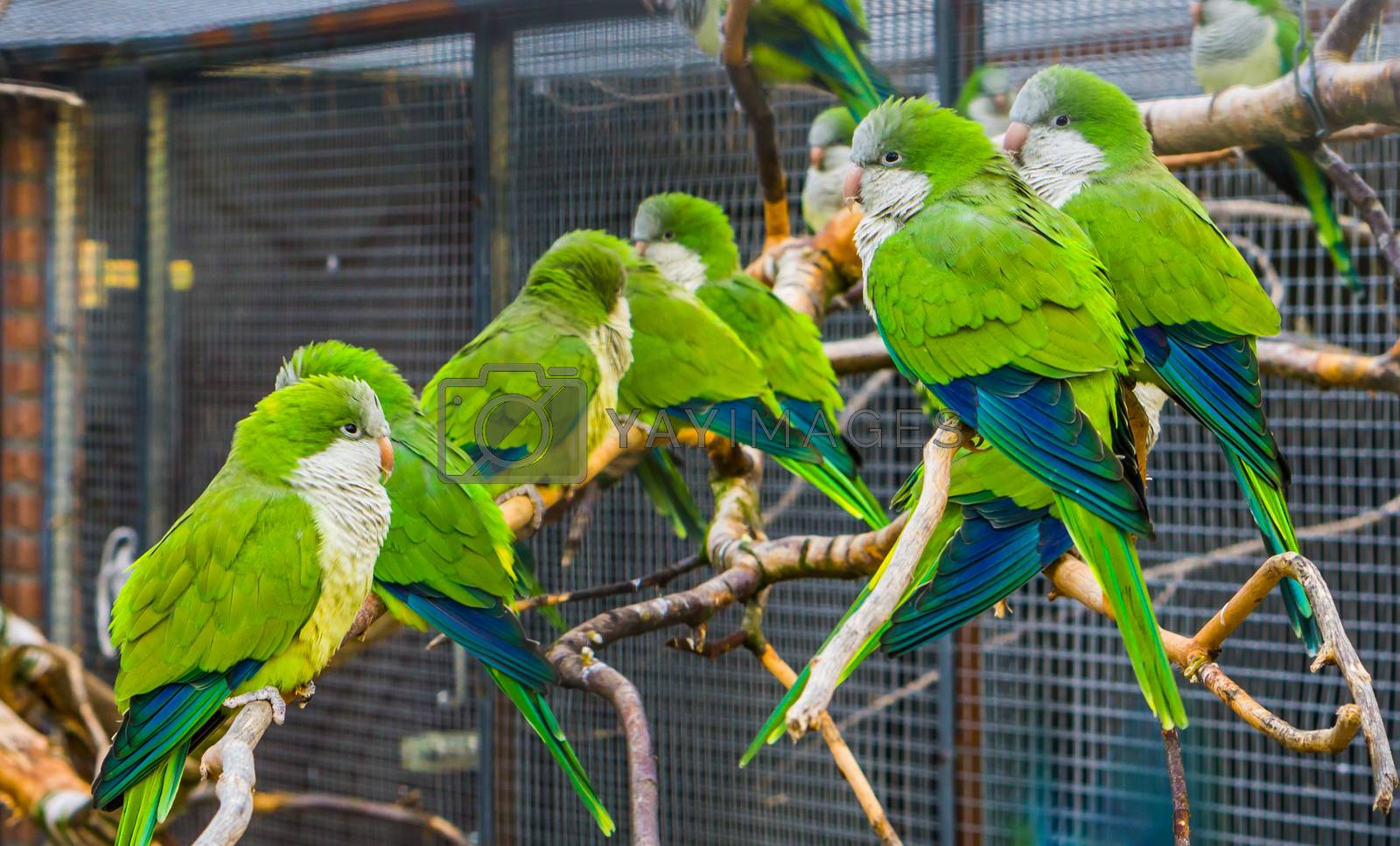 many monk parakeets sitting together on branches in the aviary, popular pets in aviculture, tropical birds from Argentina