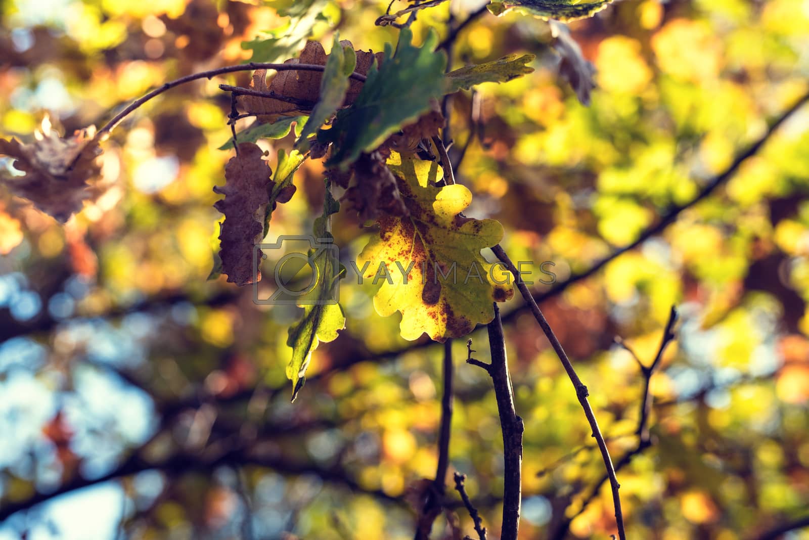 Royalty free image of Sun shining through beautiful fall leaves by lussoadv