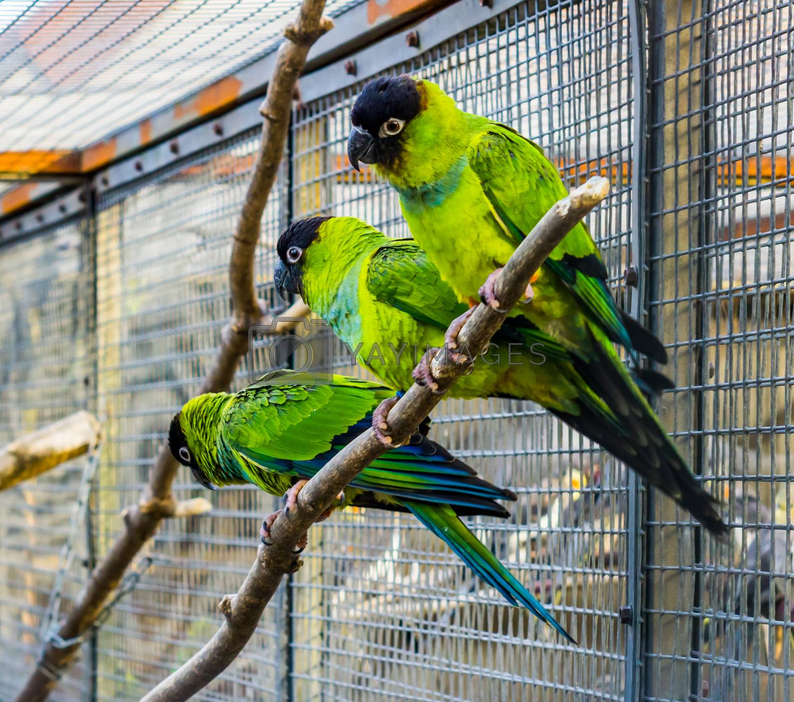 Three Nanday conures sitting together on a branch in the aviary, Popular pets in aviculture, Tropical small parrots from America