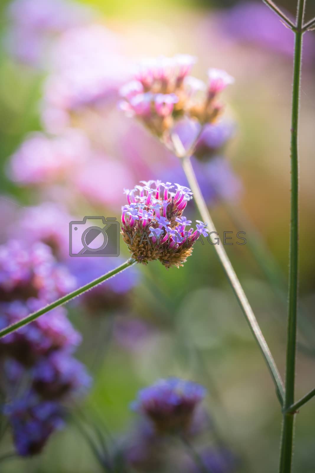Royalty free image of The background image of the colorful flowers by teerawit
