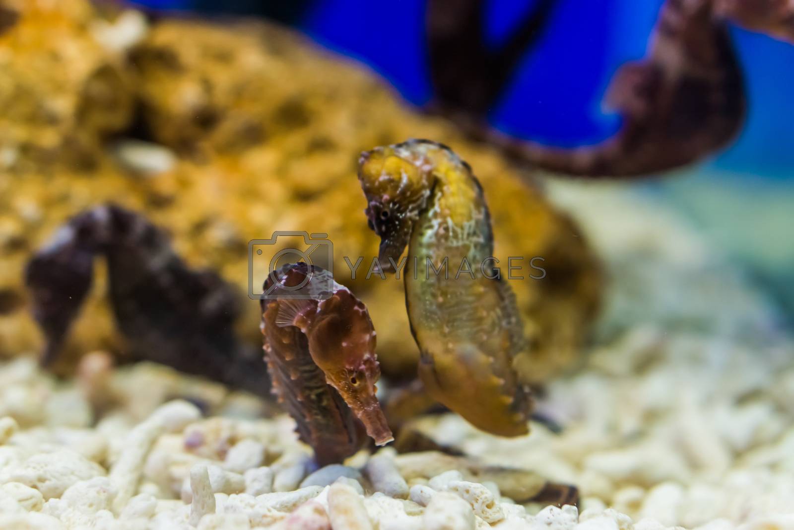 two northern seahorses together, tropical aquarium pets from the atlantic ocean, vulnerable animal specie