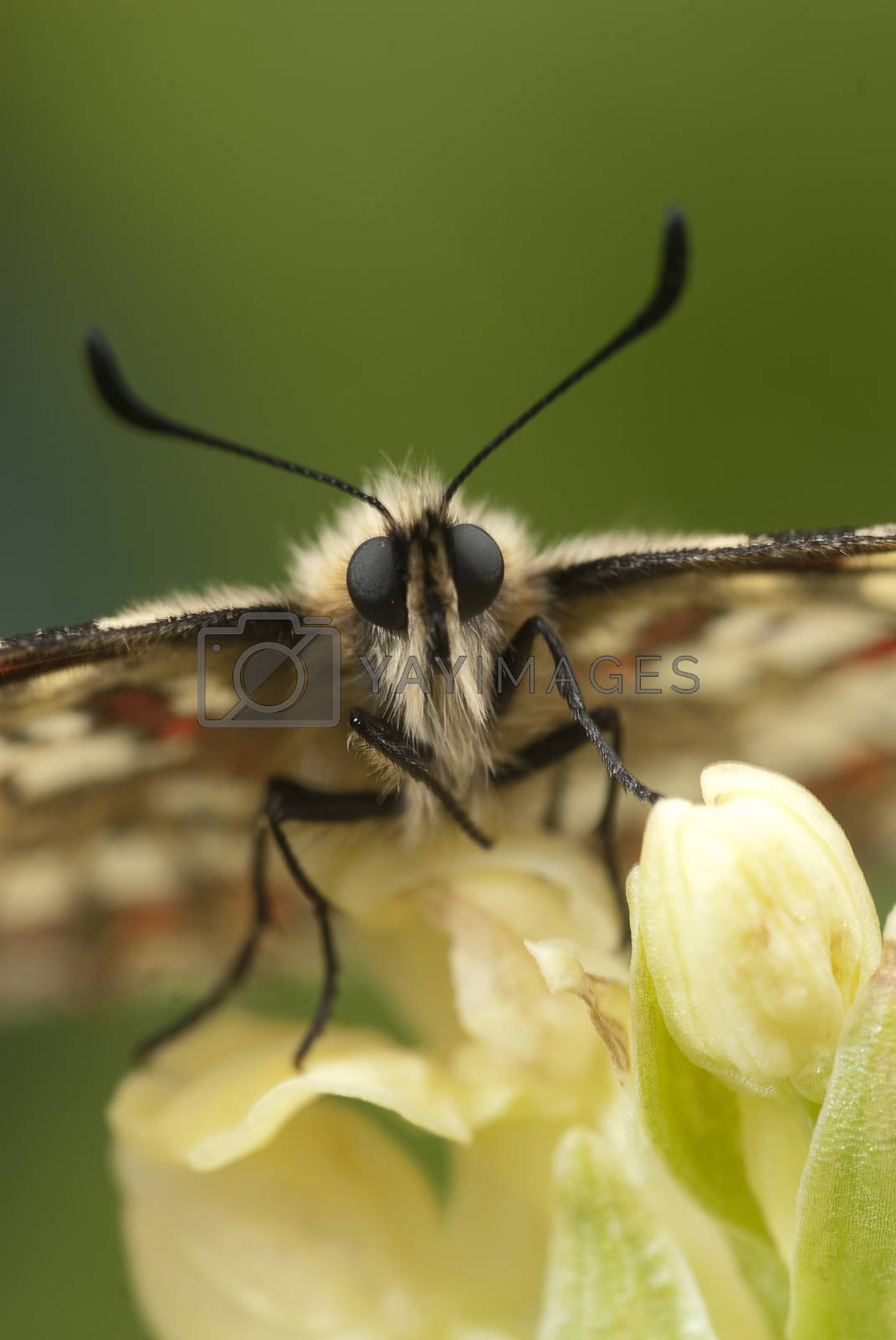 Royalty free image of Spanish Festoon butterfly Zerynthia rumina perched on an orchid, by jalonsohu@gmail.com