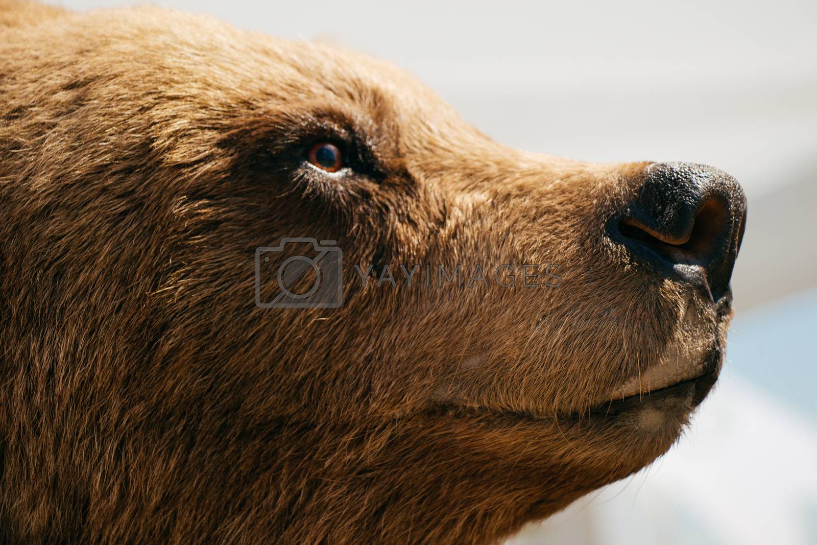 Royalty free image of The stuffed big brown bear head as wild animal  by berkay