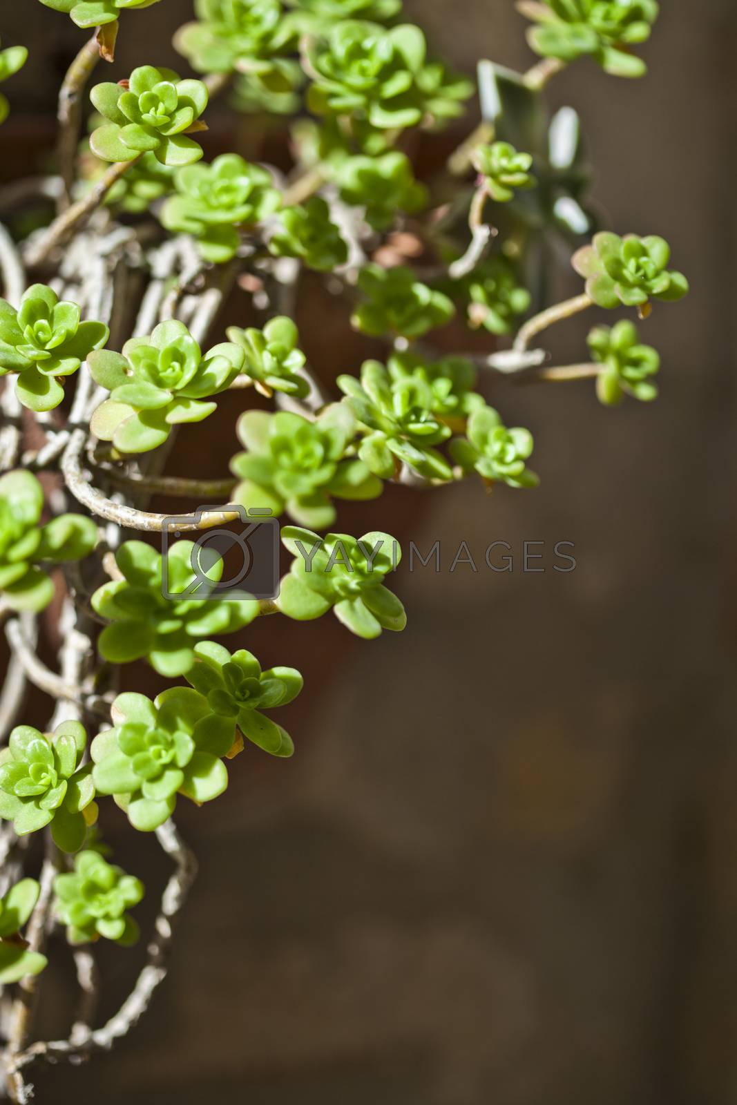 Royalty free image of Hanging succulents closeup by marylooo