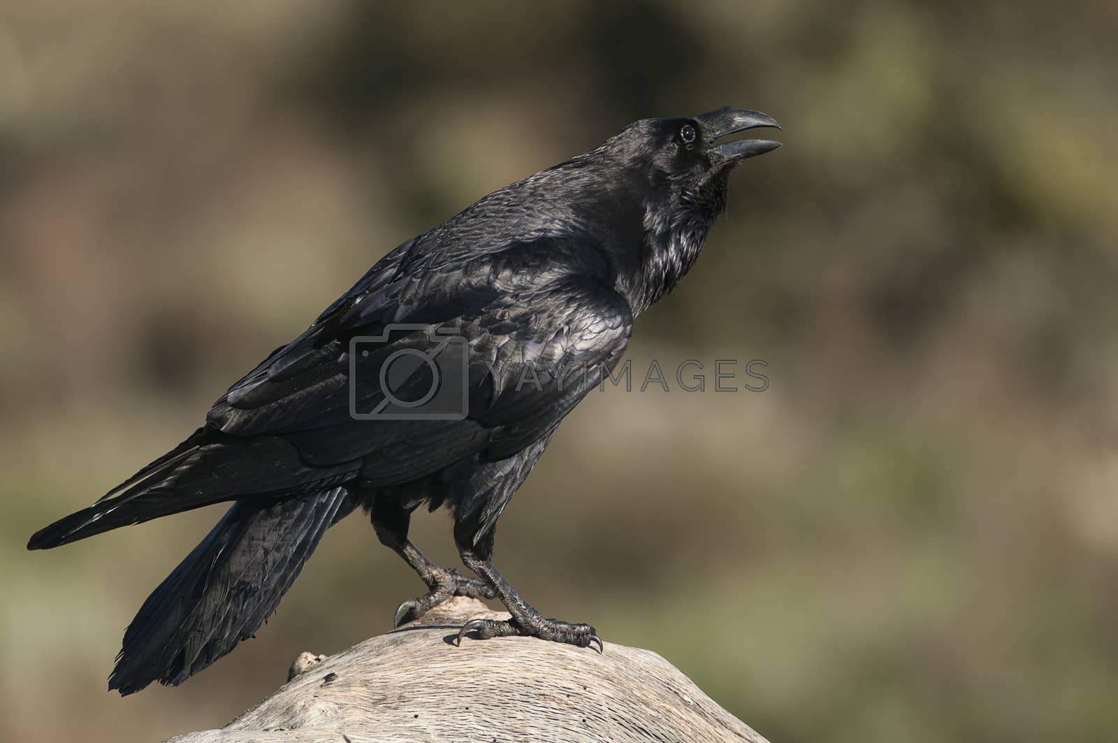 Royalty free image of Raven - Corvus corax,   Portrait of body and plumage by jalonsohu@gmail.com