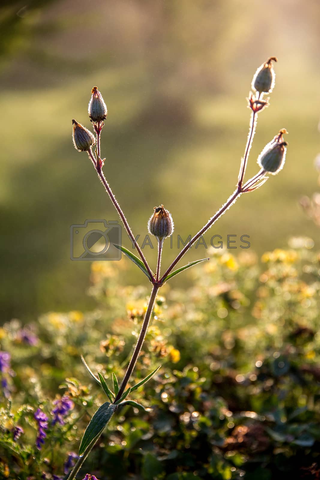 Royalty free image of Wild rural flowers on green field. by fotorobs