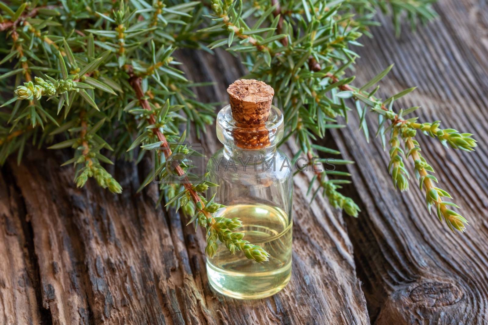 Royalty free image of A bottle of juniper essential oil with fresh juniper twigs by madeleine_steinbach