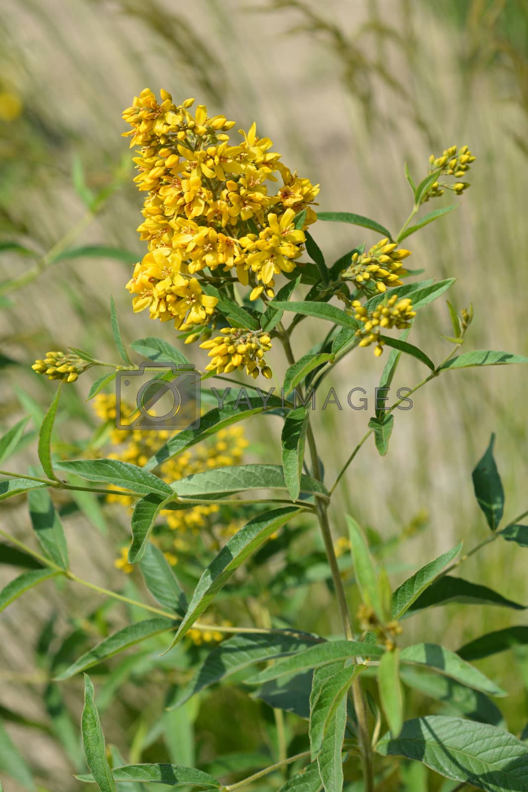Royalty free image of Garden loosestrife by nahhan