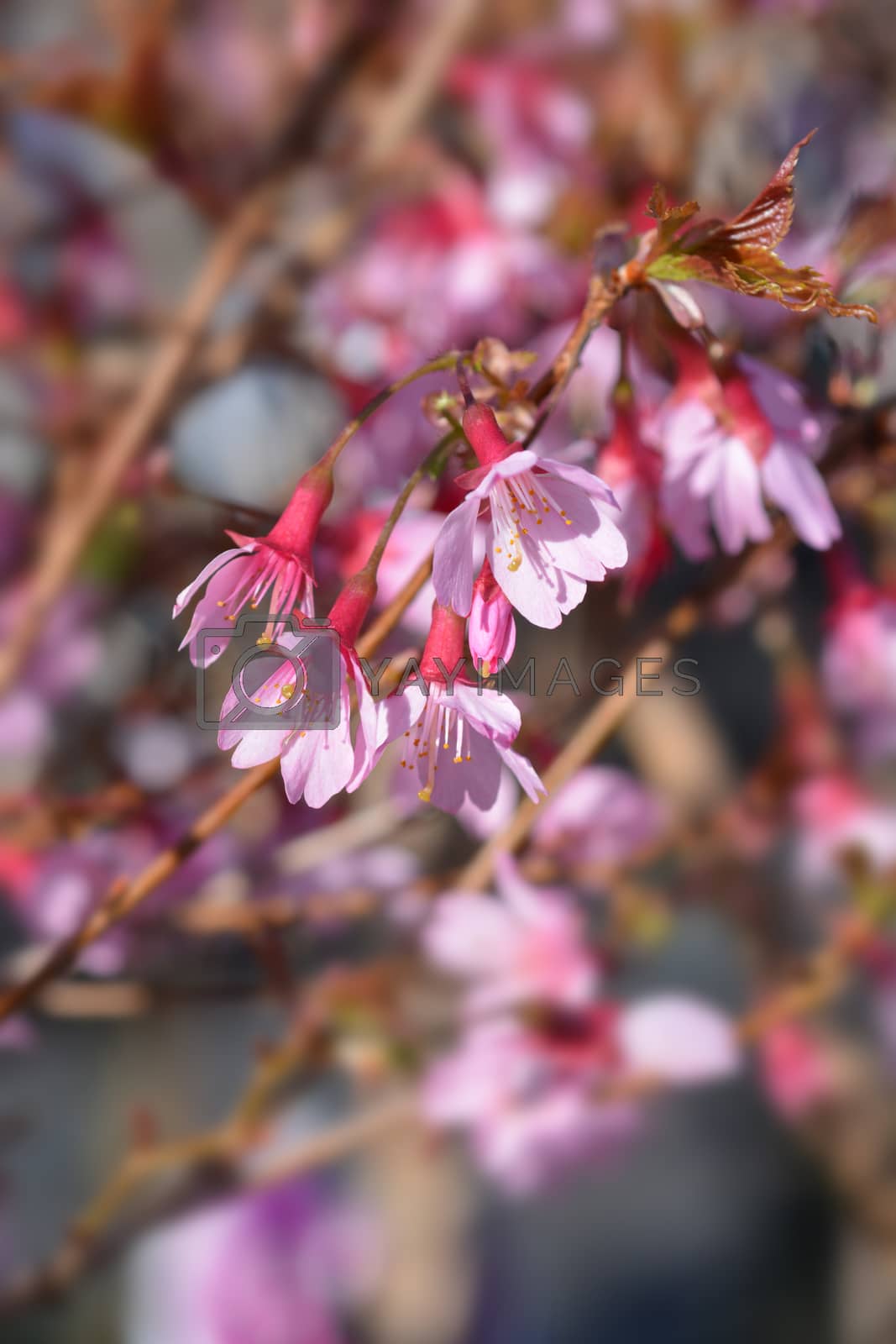 Royalty free image of Okame Flowering Cherry by nahhan