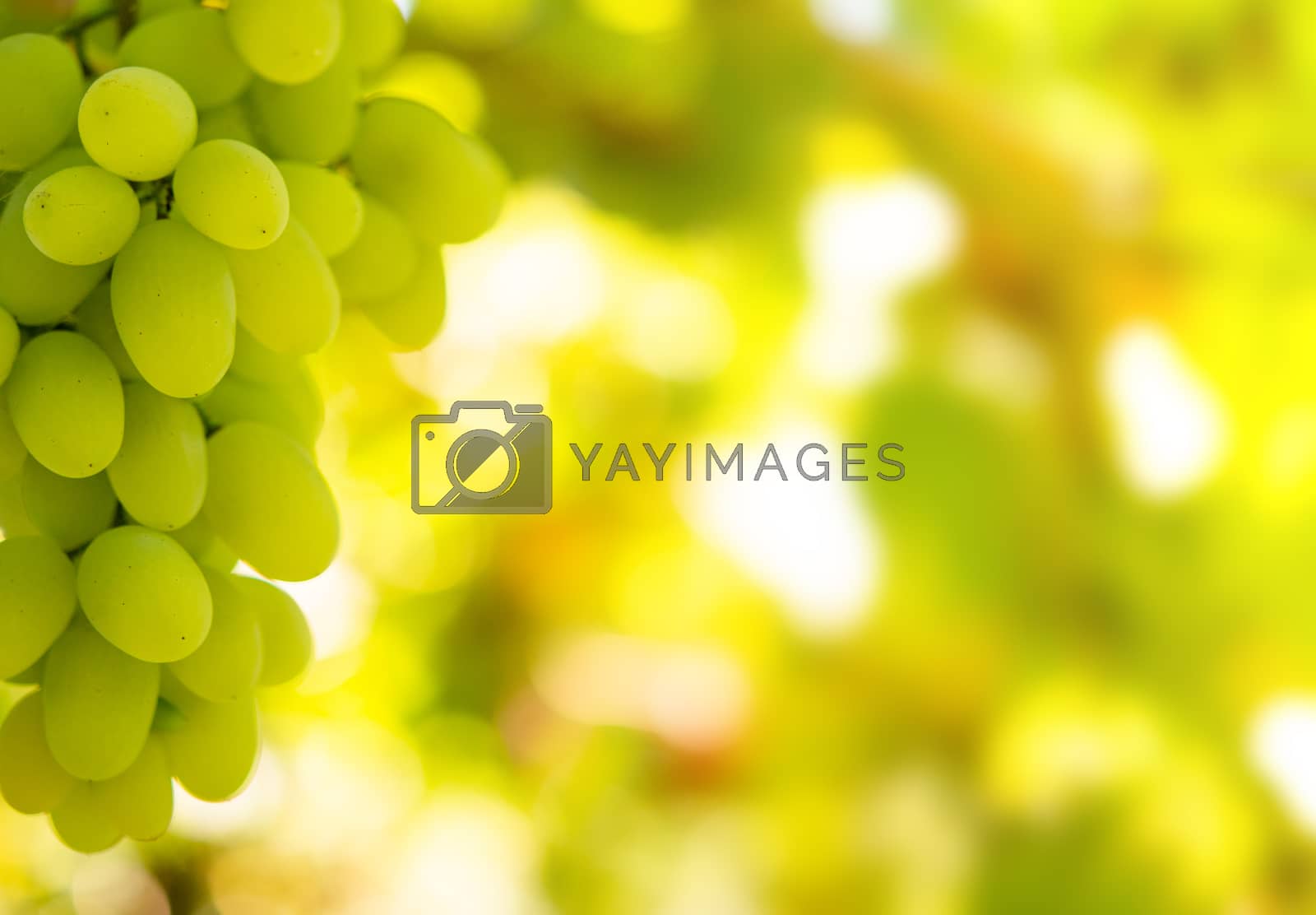 Royalty free image of Close-up Image of Ripe Bunche of White Wine Grapes on Vine by maxpro