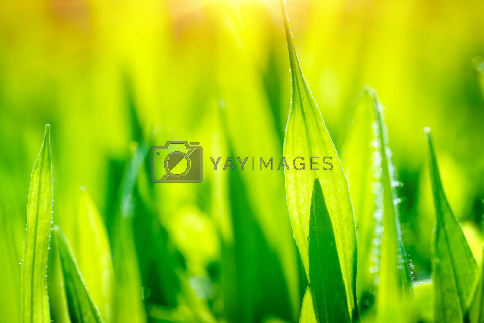 Royalty free image of Fresh green grass background by Anna_Omelchenko