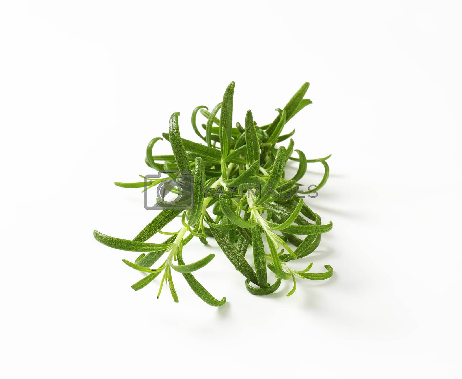 Royalty free image of Fresh rosemary sprigs by Digifoodstock