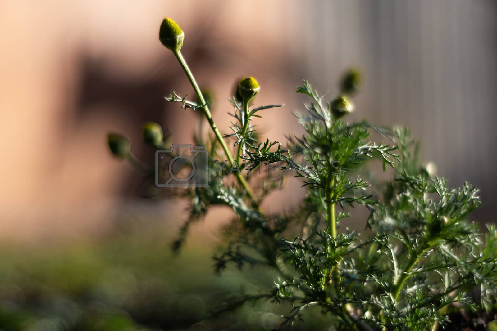 Royalty free image of Wild chamomile plants with blurred background. Dark green colours and a few low light photo. by alexsdriver