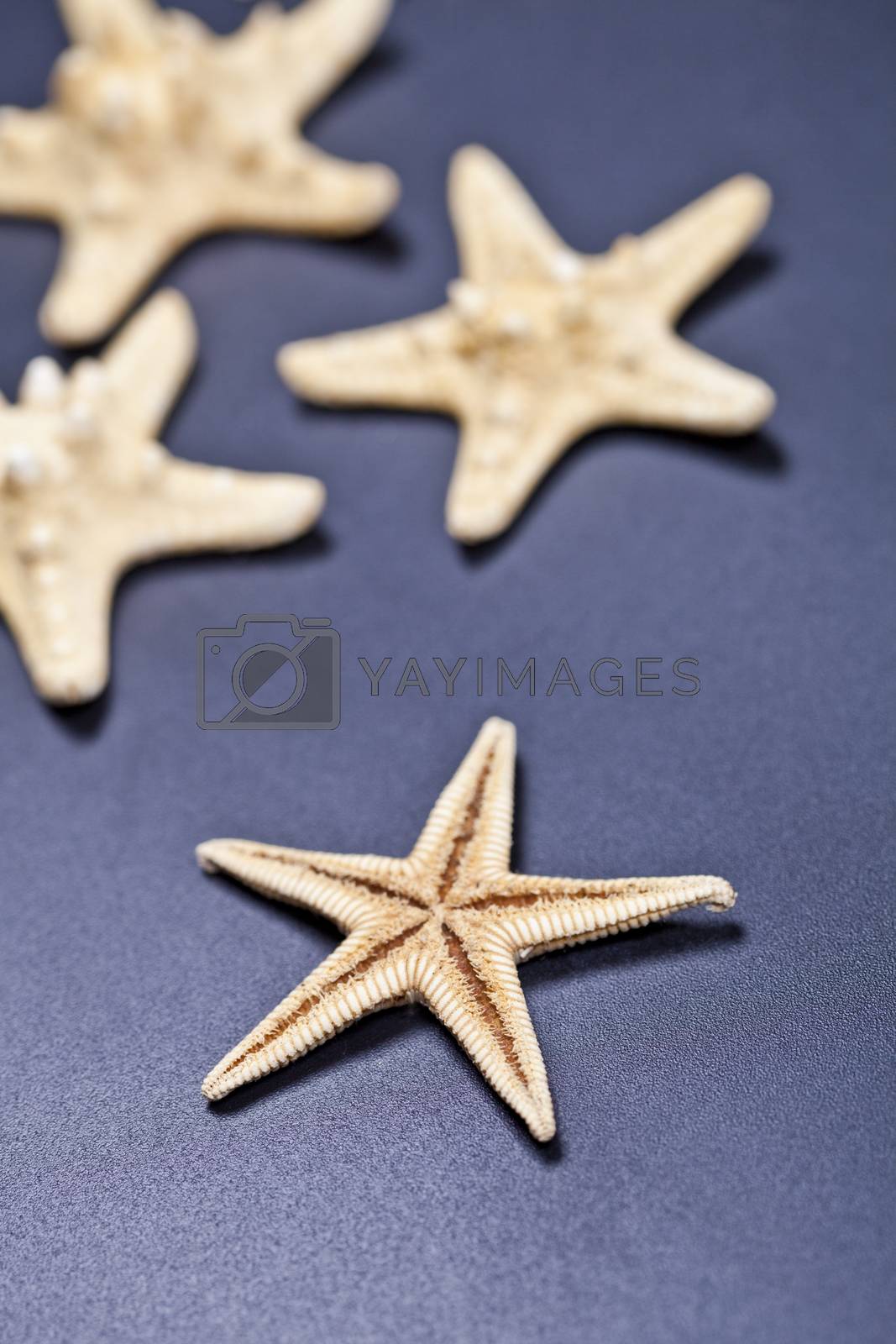 Royalty free image of Starfish closeup on deep blue. by marylooo
