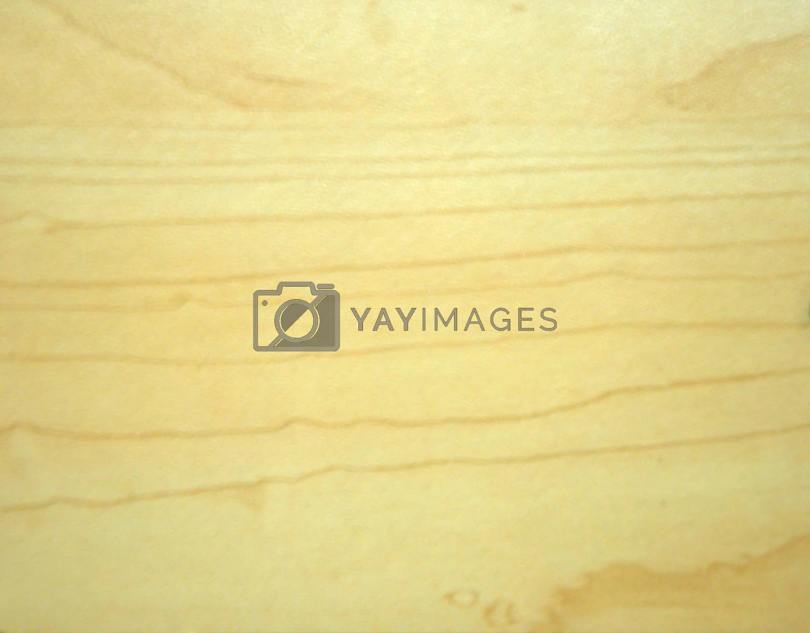 Royalty free image of The texture of sawn wood. Background. Macros by alexey_zheltukhin