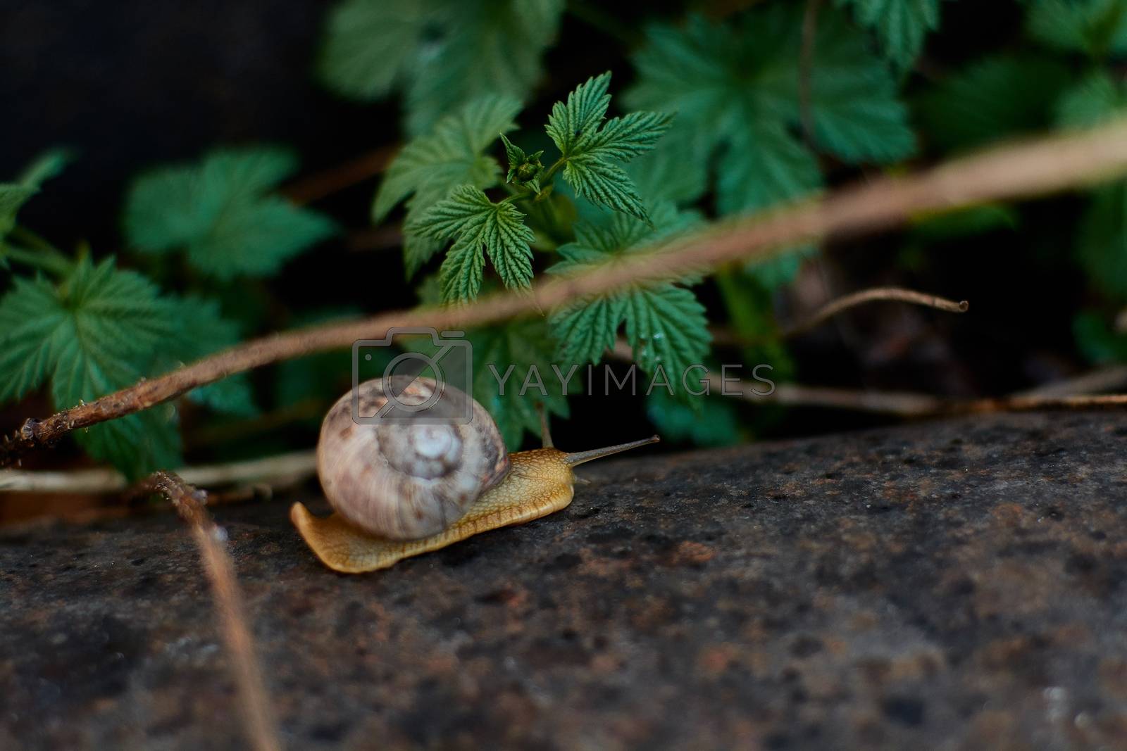 Royalty free image of Snails in the yard after the rain on the green grass with large dew drops. by nixrenas
