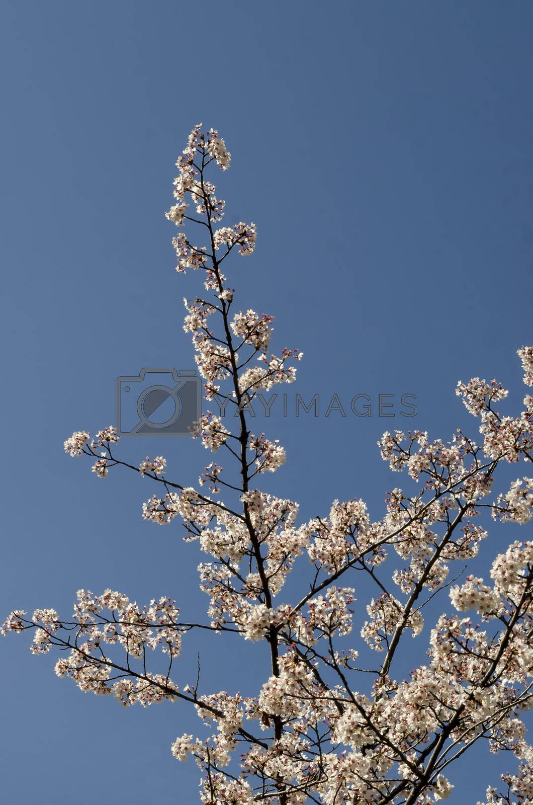 Royalty free image of Blossoming japanese cherry branch, beautiful spring flowers for background by vili45