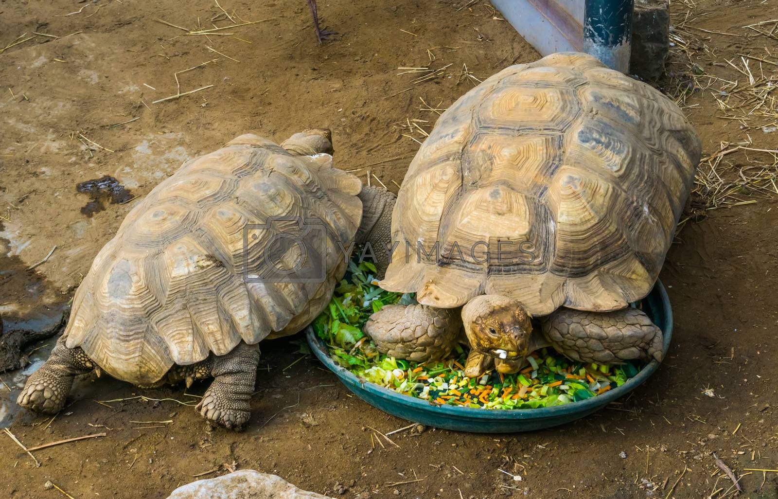 Royalty free image of tortoise sitting in the feeding bowl, eating vegetables, land turtle feeding and pet care by charlottebleijenberg