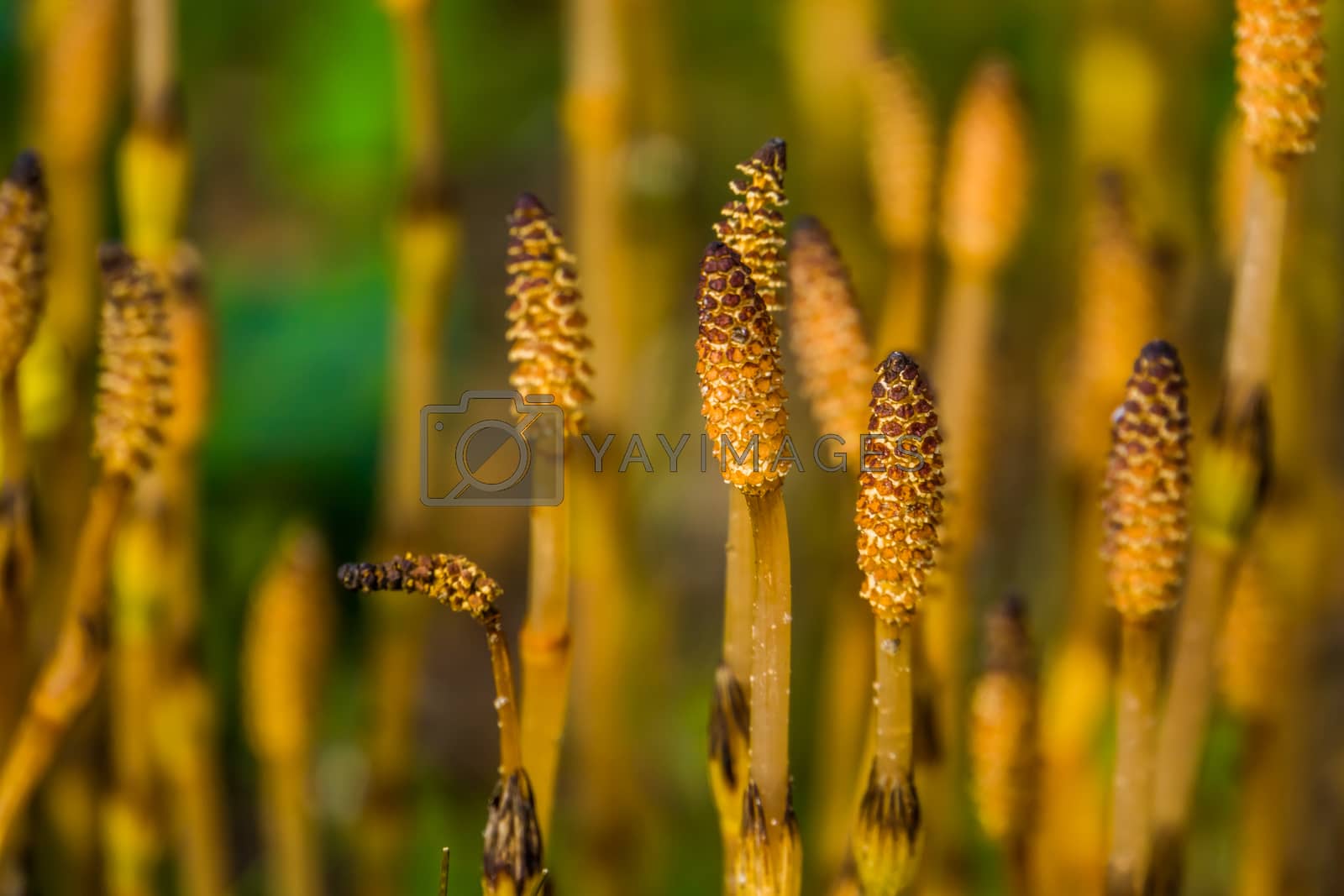 Royalty free image of fertile shoots of field horsetail in macro closeup, natural background, widely spread plant around the northern hemisphere by charlottebleijenberg