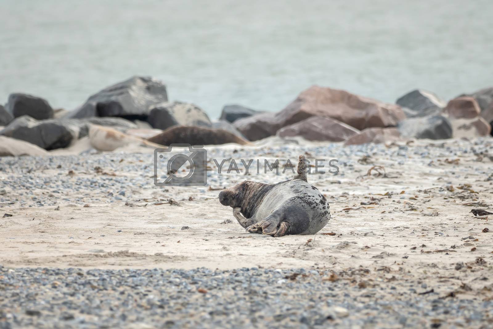 Royalty free image of A grey seal lies on the beach on Helgoland by sandra_fotodesign