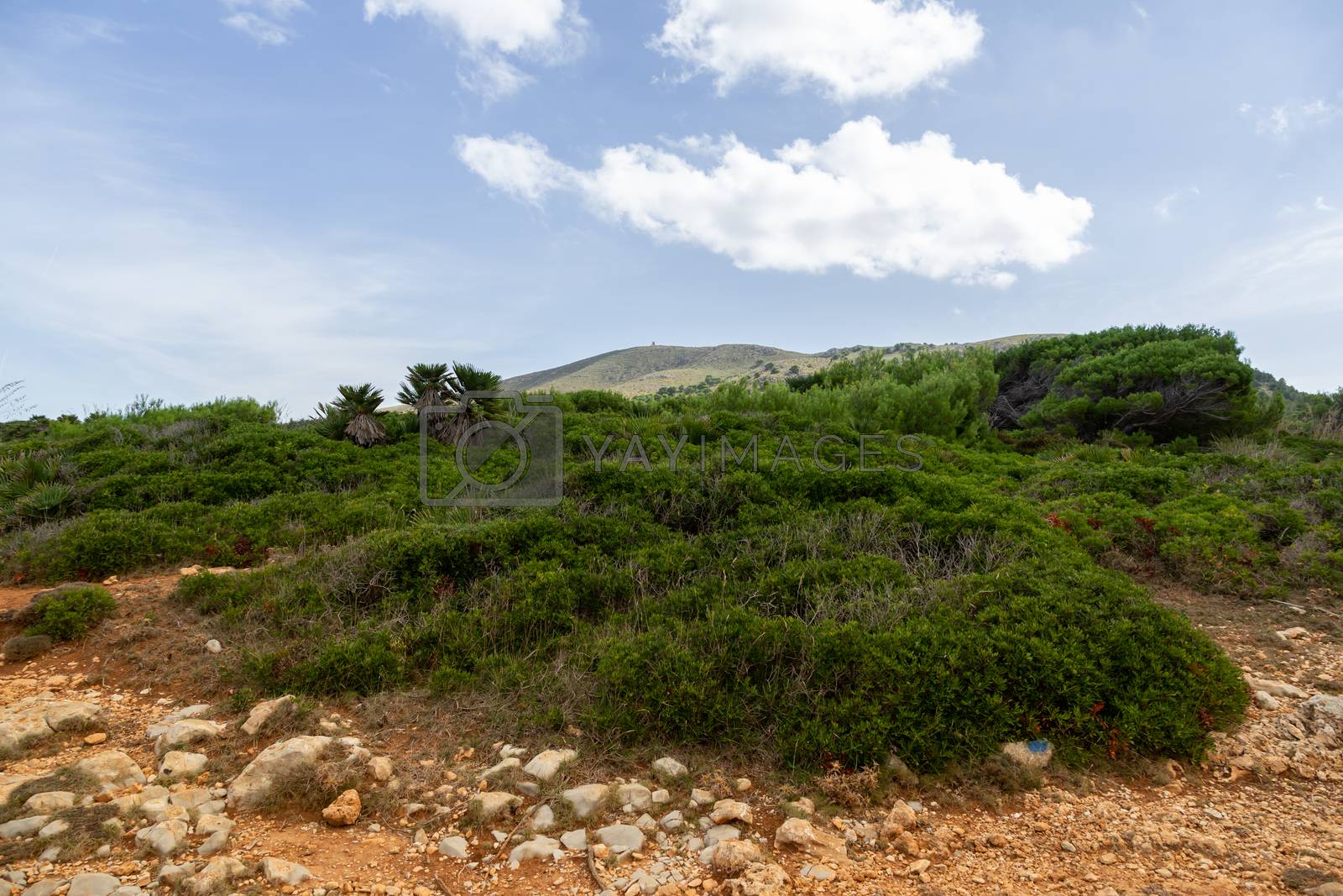 Royalty free image of Wonderful dune landscape Cala Mesquida Mallorca Spain by sandra_fotodesign