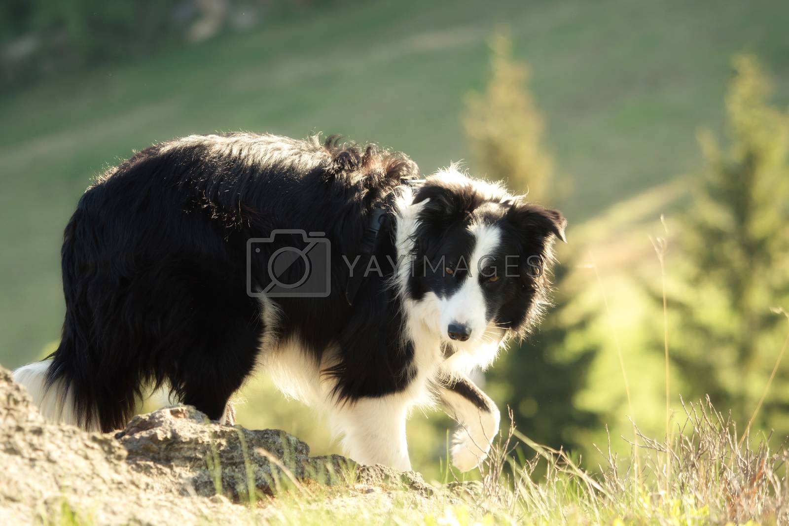 Royalty free image of A border collie photographed while hiking in the mountains by sandra_fotodesign