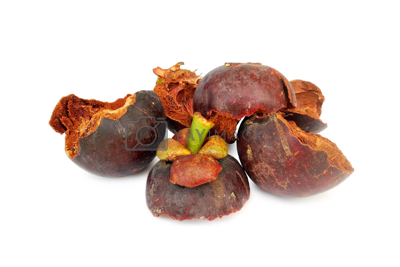 Royalty free image of The mangosteen peel is exposed to the sun until dry.With Clipping Path. by thitimontoyai