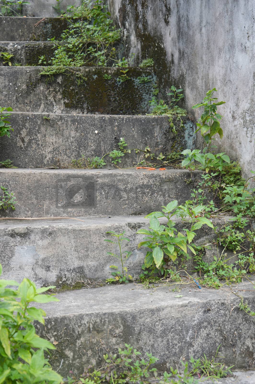 Royalty free image of concrete stairs slick and mossy by antonihalim