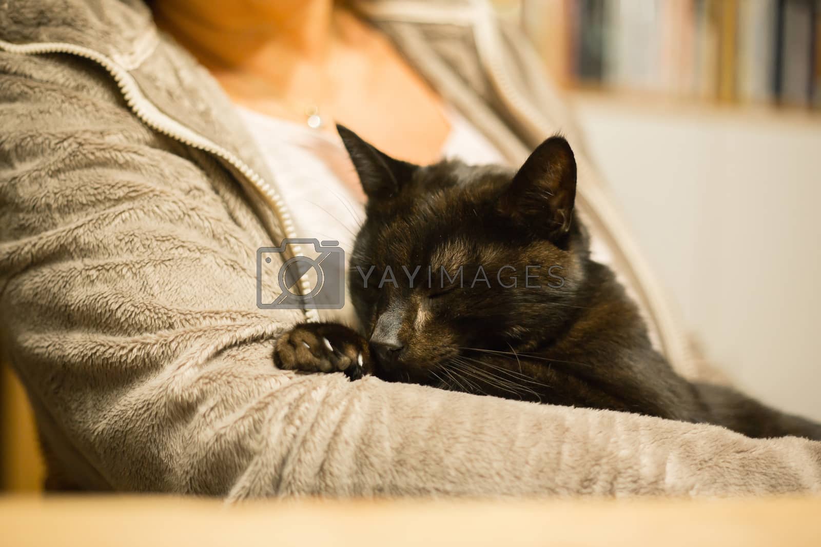 Royalty free image of Woman is holding relaxed cat in the arm by sandra_fotodesign