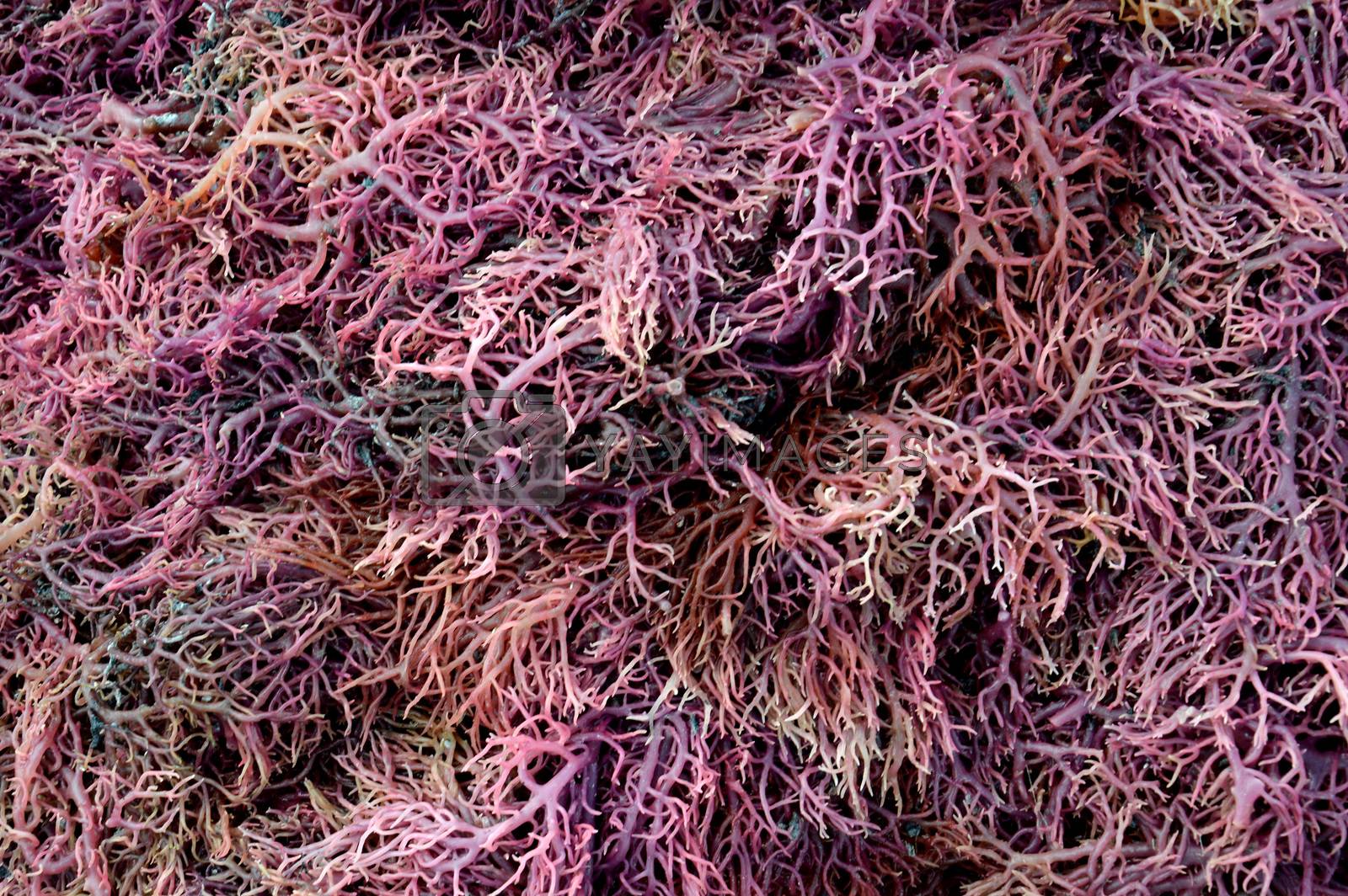 Royalty free image of seaweed  by antonihalim