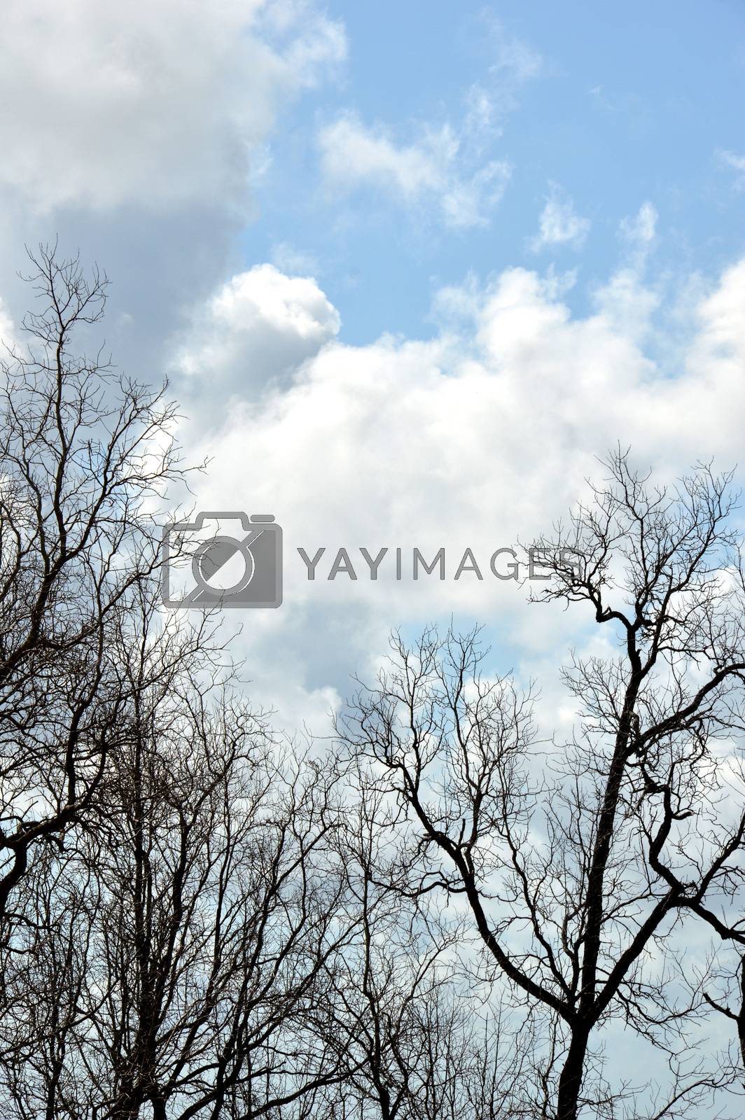 Royalty free image of dried branches on a big tree  by antonihalim