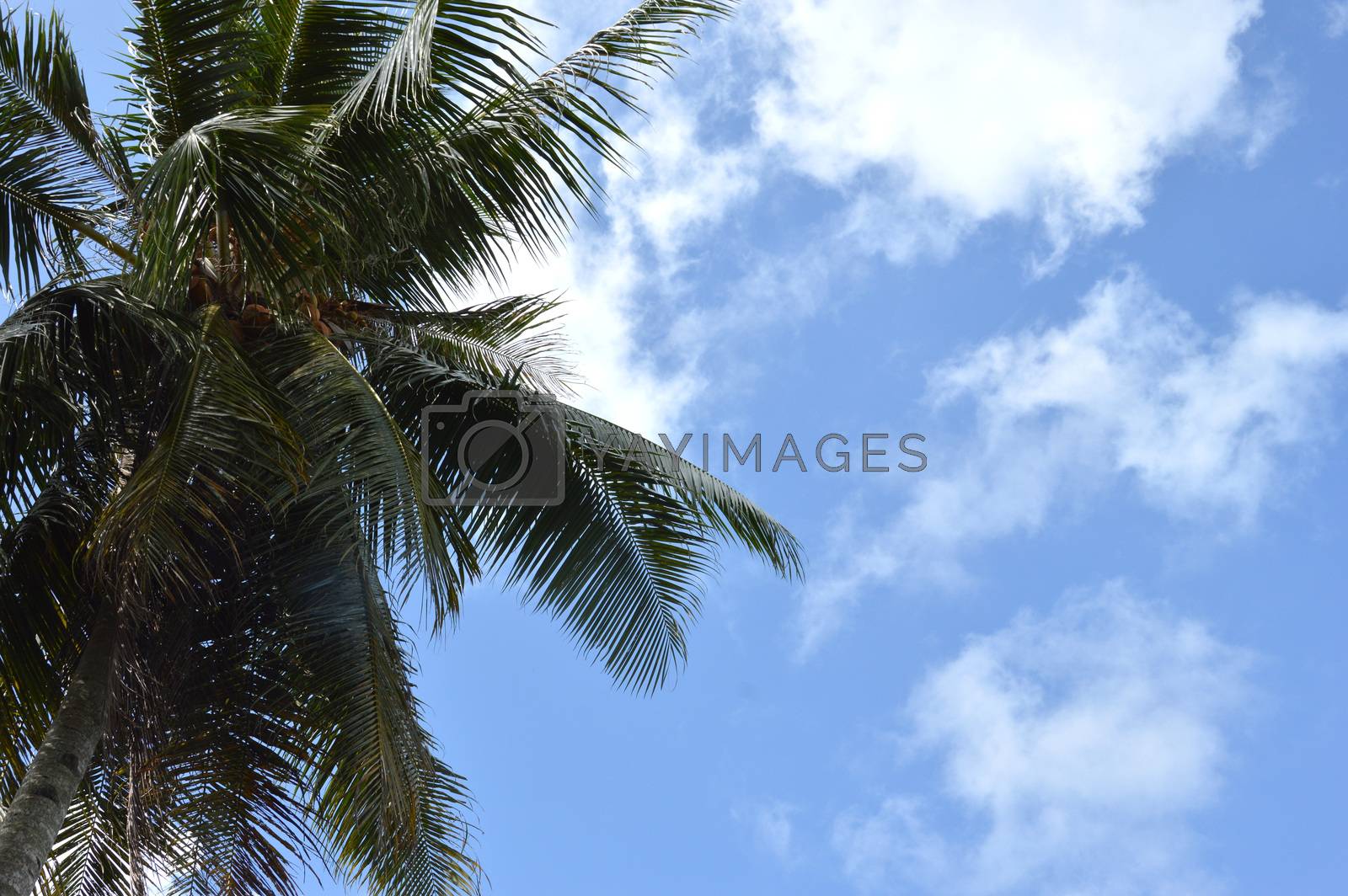 Royalty free image of coconut palm by antonihalim