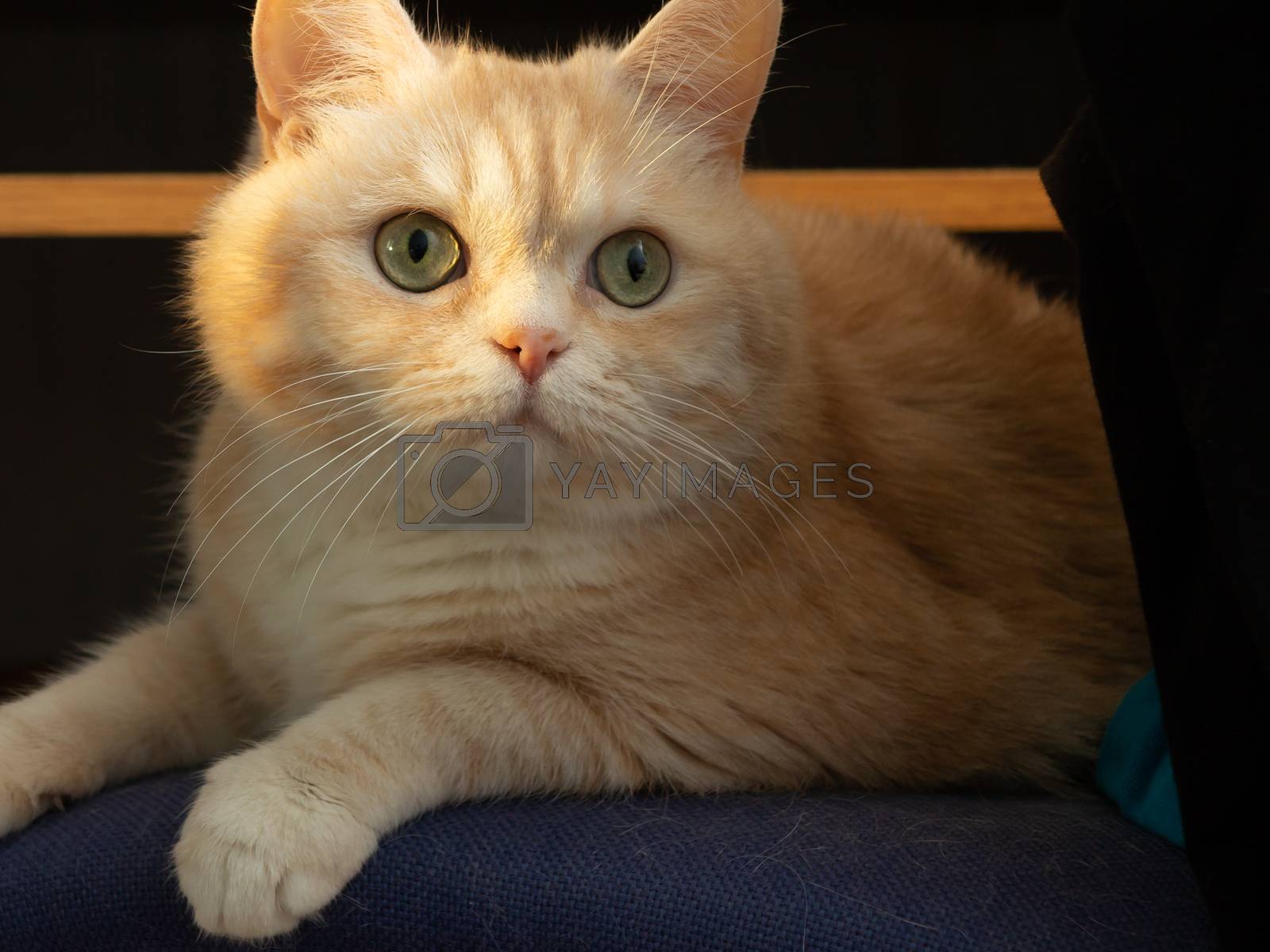 Royalty free image of Portrait of a beautiful cream tabby cat with green eyes sitting on a chair in the sunlight by galsand