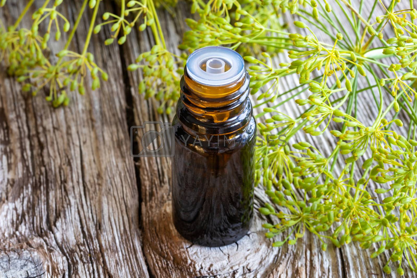 Royalty free image of A bottle of dill seed oil with fresh blooming Anethum graveolens by madeleine_steinbach