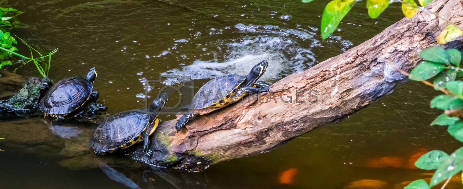 group of turtles sitting at the water side, popular tropical pets from America, Semi aquatic reptiles