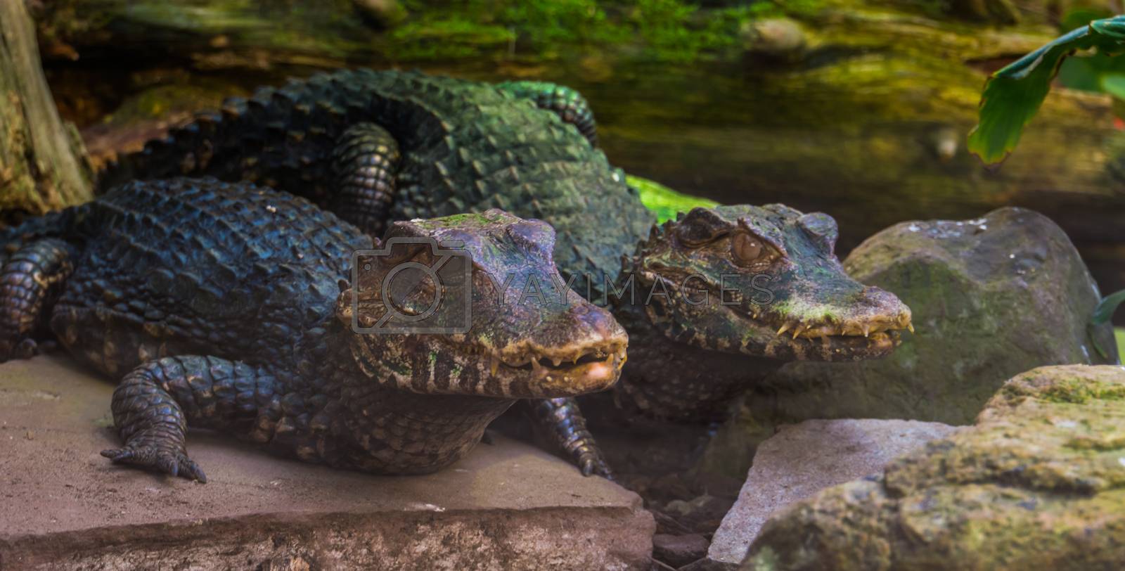 Royalty free image of couple of dwarf caiman crocodiles together, tropical reptile specie from America by charlottebleijenberg