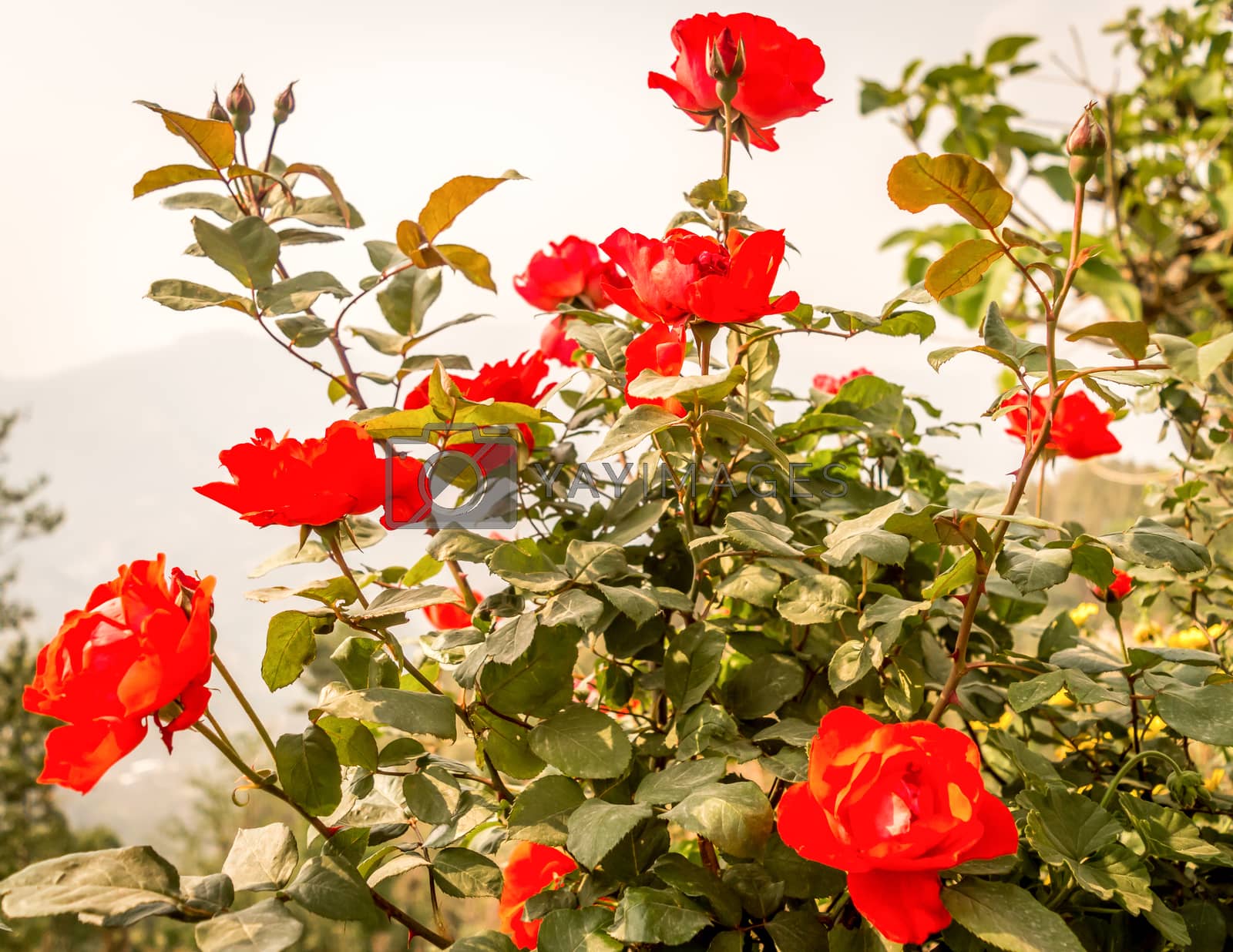 Royalty free image of A wild rose tree in garden. (Rosa rubiginosa) a perennial flowering ornamental plants shrub large showy red color with sharp prickles in Rosaceae family grow for beauty and fragrant. by sudiptabhowmick