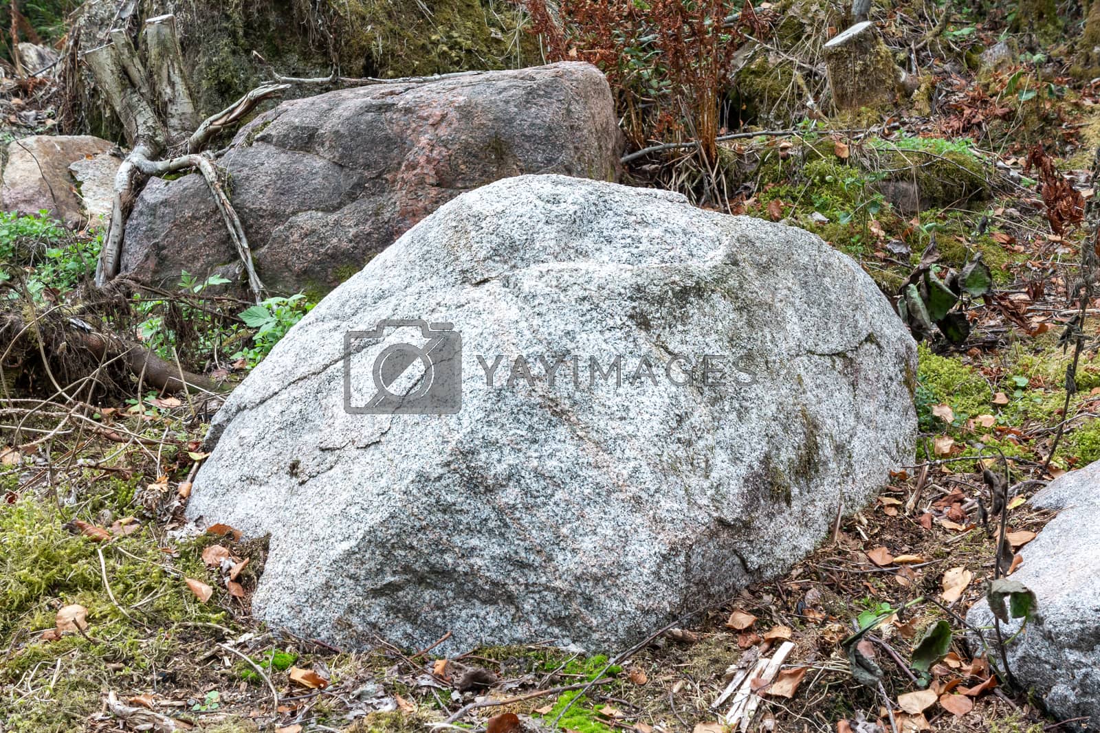 Royalty free image of Single large boulder in the forest by galsand