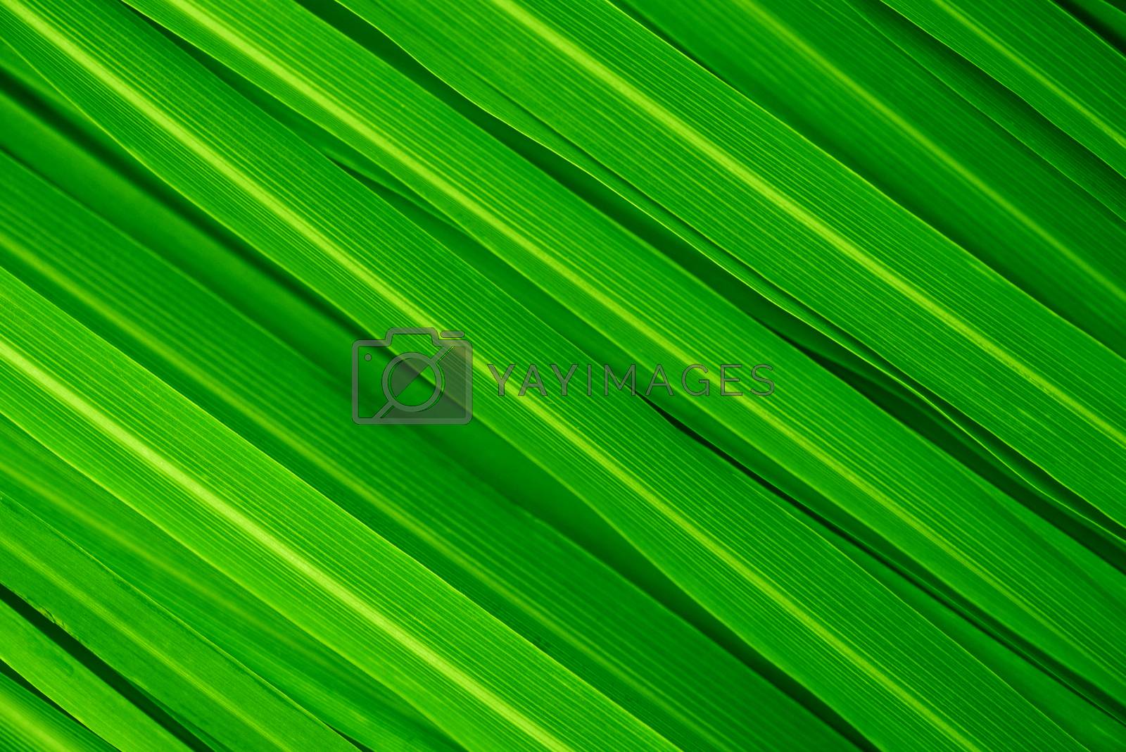 Royalty free image of Lemongrass leaves background by szefei