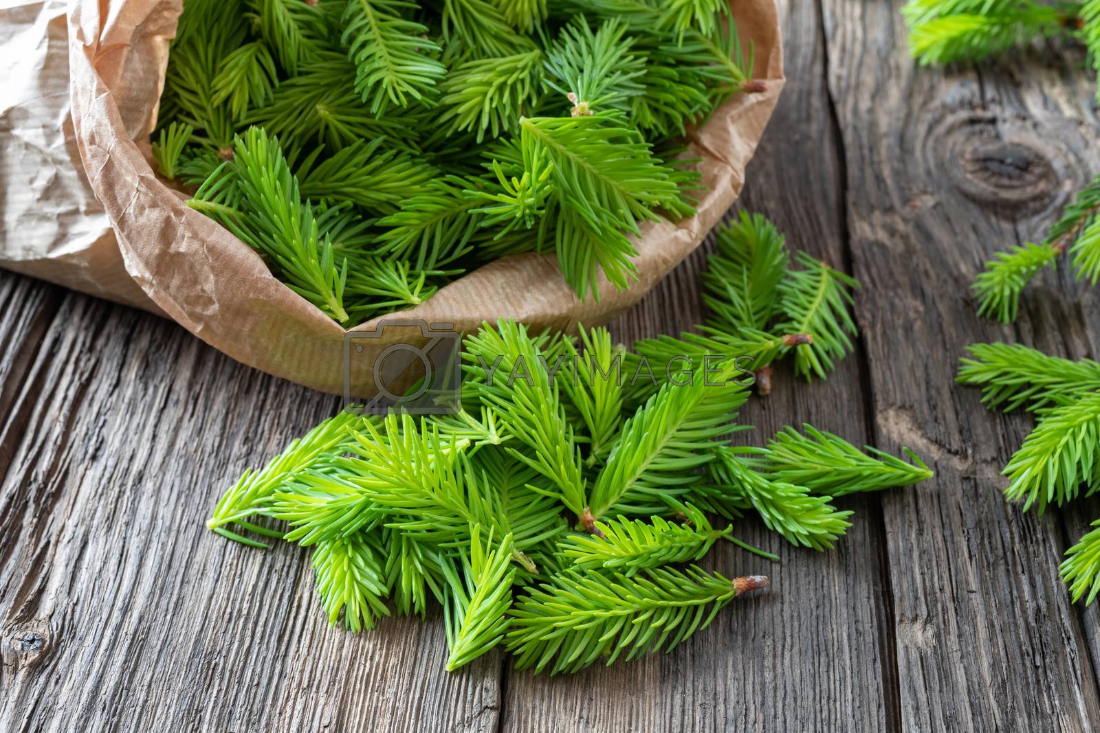 Royalty free image of Young spruce tips collected to prepare spruce syrup by madeleine_steinbach
